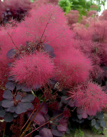 Parukapuu ‘Royal Purple’