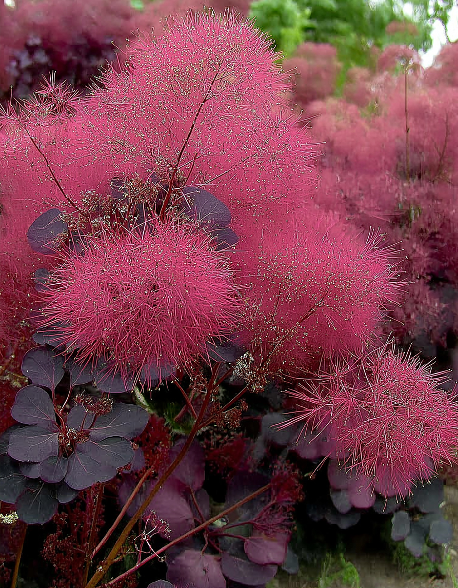 Parukapuu ‘Royal Purple’