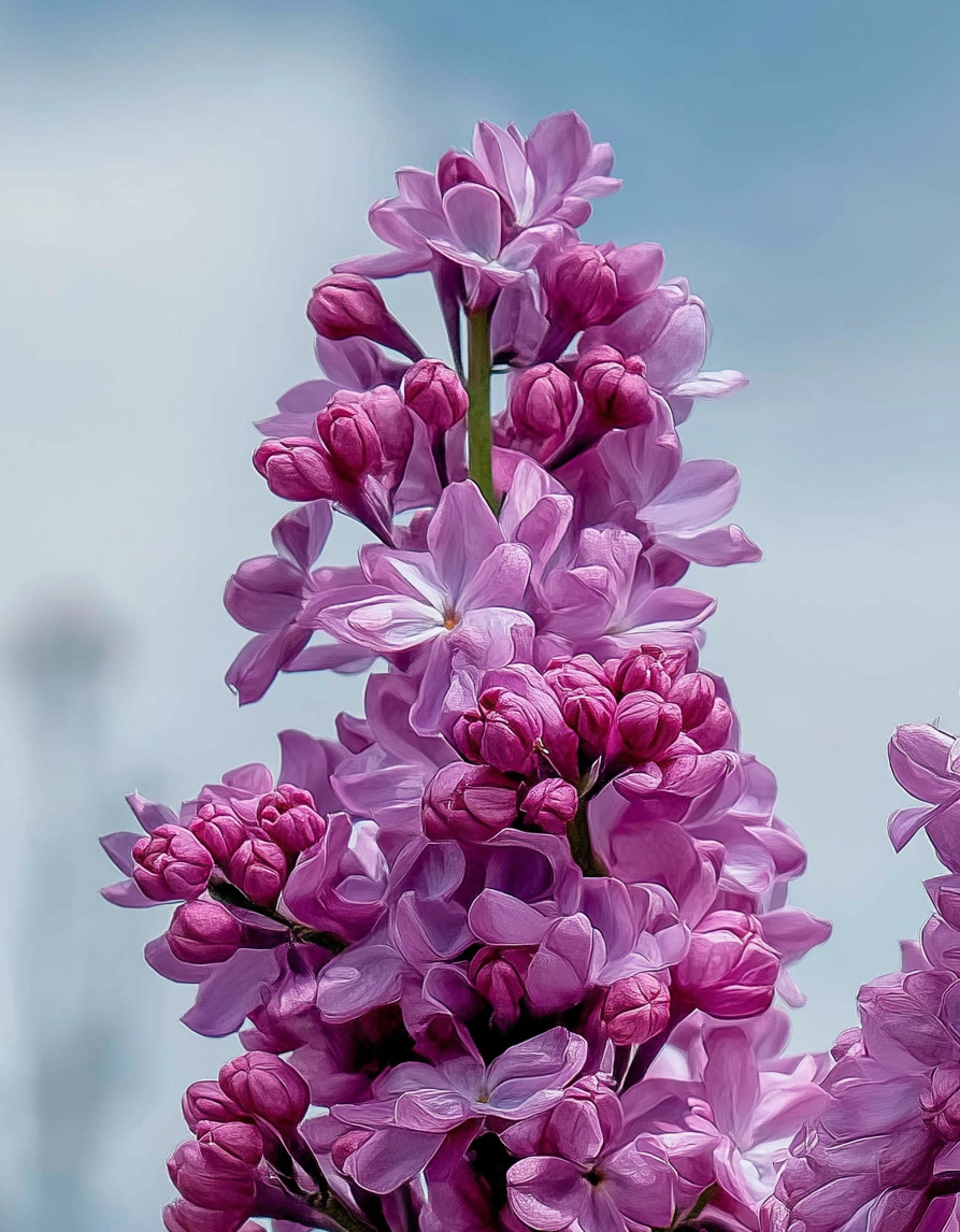 Täidisõieline sirel ‘Paul Thirion’ (Syringa vulgaris) - Image 2