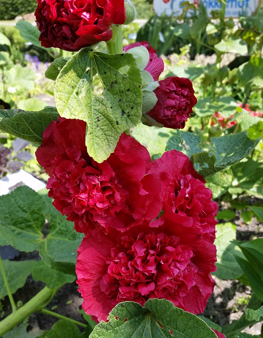 Tokkrooside komplekt (4 värvi) - Image 2