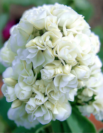 täidisõieline floks