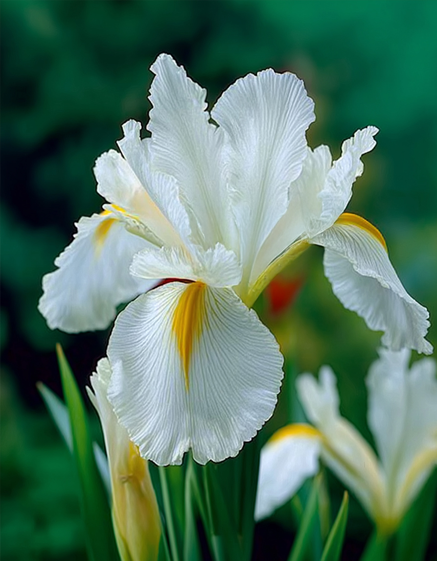 Valgete suvelillede segupakk – 125 tk - Image 5