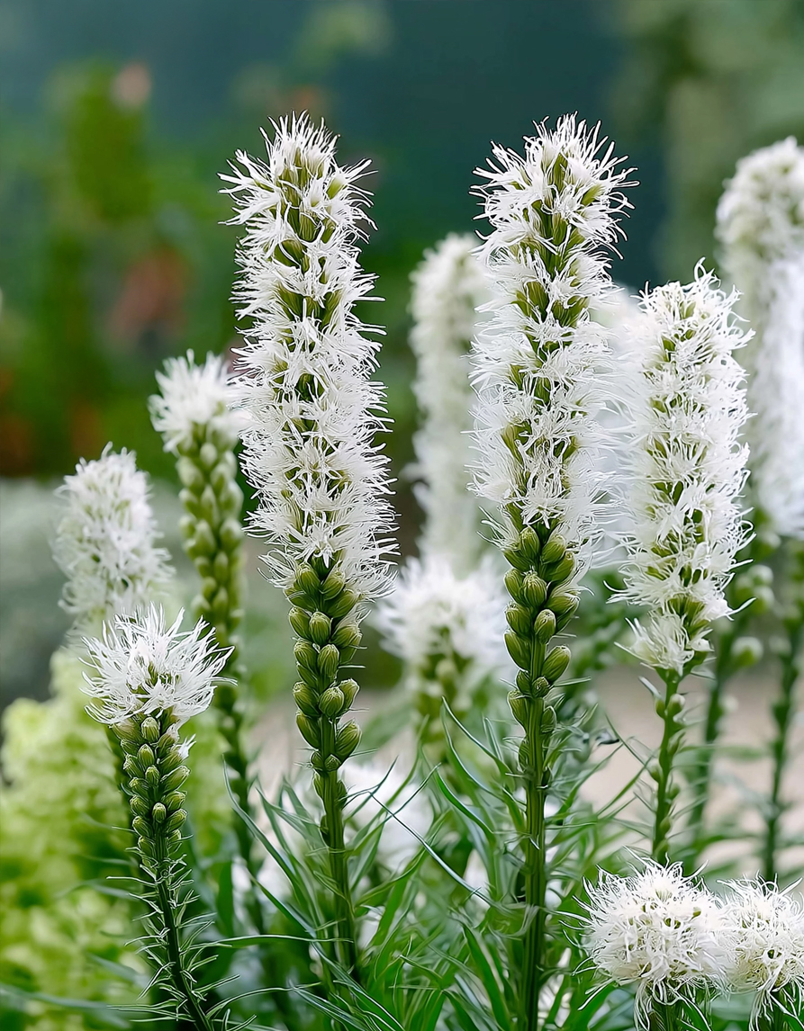 Valgete suvelillede segupakk – 125 tk - Image 4