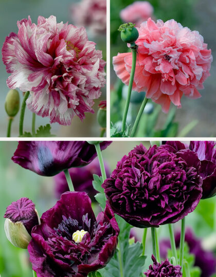 Pojengõieliste moonide seemned