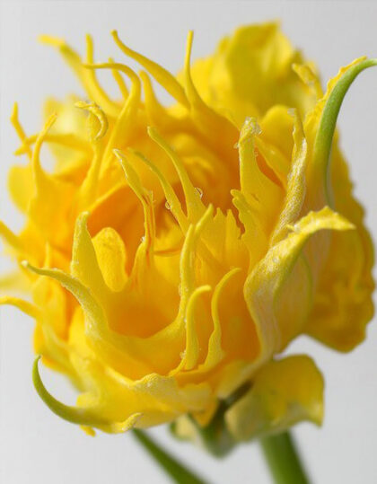 kollane täidisõieline tulp