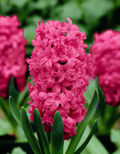 täidisõieline roosa hüatsint