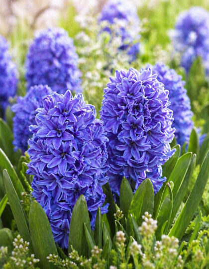 Täidisõieline hüatsint ‘Double Crystal Palace’ 2 tk