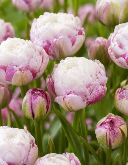 Täidisõieline tulp ‘Double Surprise’ 5 tk