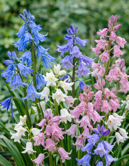 Hispaania hüatsintide segu 8 tk