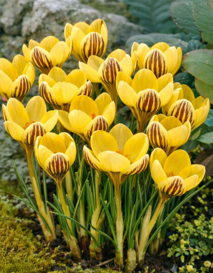 Krookuste sibulad ‘Gipsy Girl’ 15tk