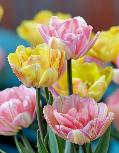 tulpide mix