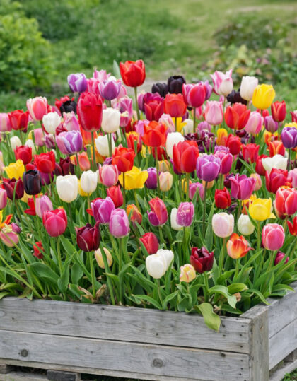 Triumftulpide segu 50tk