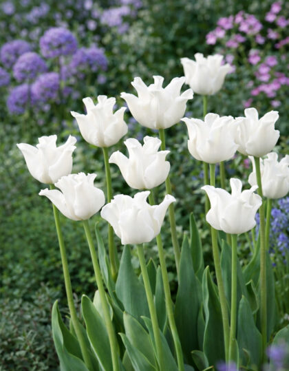 Kroontulp ‘White Liberstar’ 5tk