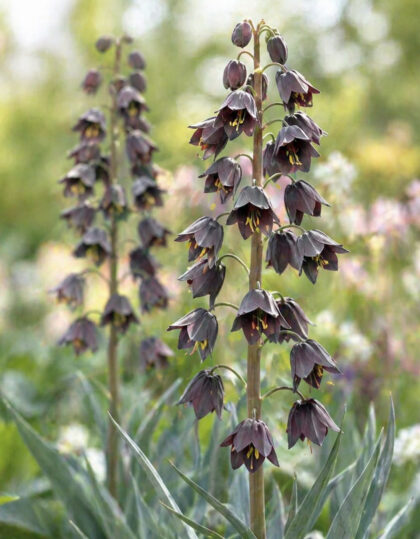 Pärsia püvilill (Fritillaria persica)