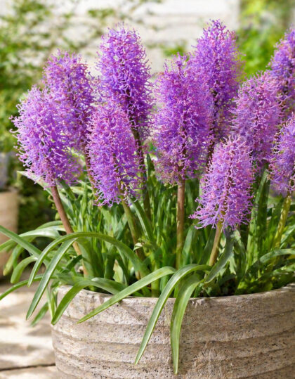 Kobarhüatsint ‘Plumosum’ 10tk