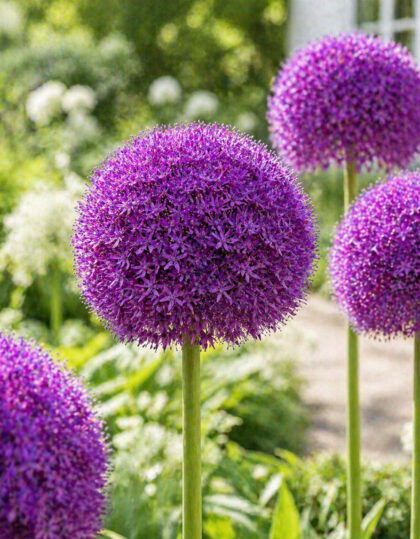 Lauk ‘Ambassador’