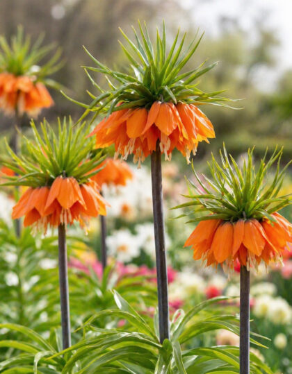 Keisripüvilill ‘Aurora’
