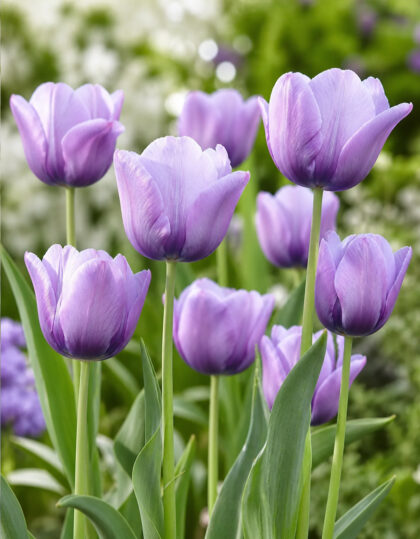 Hiline tulp ‘Bleu Aimable’ - 5tk