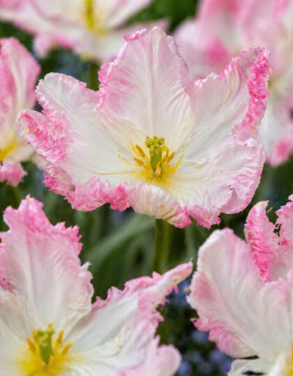 Papagoitulp „Cabanna“ 10tk