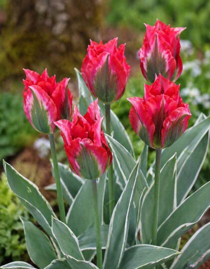 Viridiflora tulp ‘Esperanto’ 5 tk