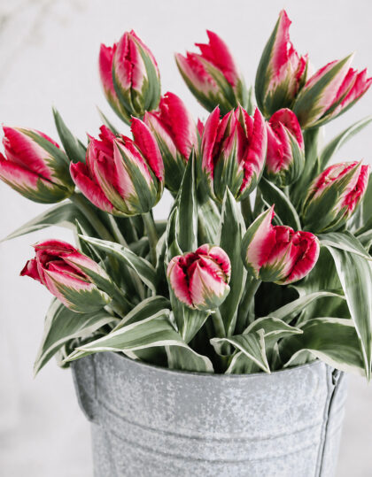 Viridiflora tulp ‘Esperanto’ 5 tk