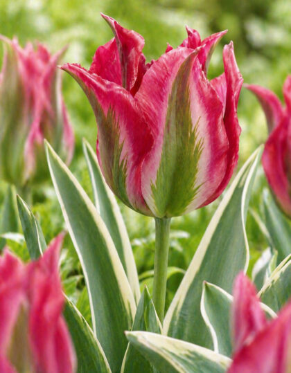 Viridiflora tulp ‘Esperanto’ 5 tk