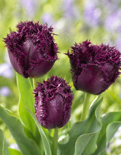Tulp ‘Fringed Labrador’ 5 tk
