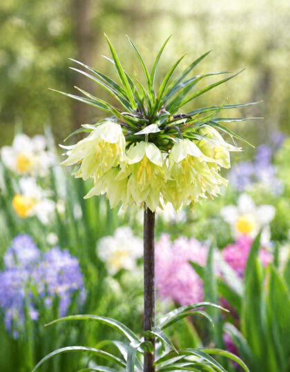 Püvilill ‘Raddeana’