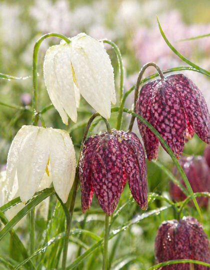 Kirju püvilill (Fritillaria meleagris) mix 10 tk