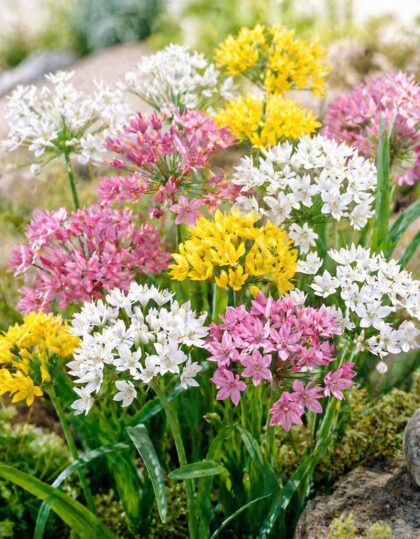 Laugusegu ‘Species Mix’ 20 tk