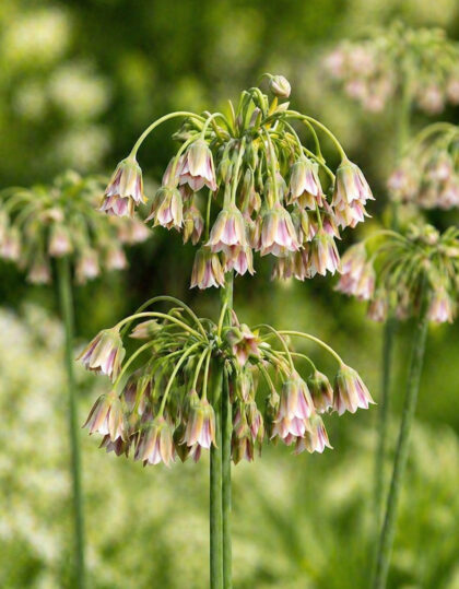Sitsiilia lauk (Allium siculum) 10tk