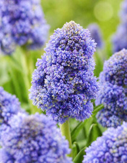 Kobarhüatsint ‘Fantasy Creation’ 10 tk