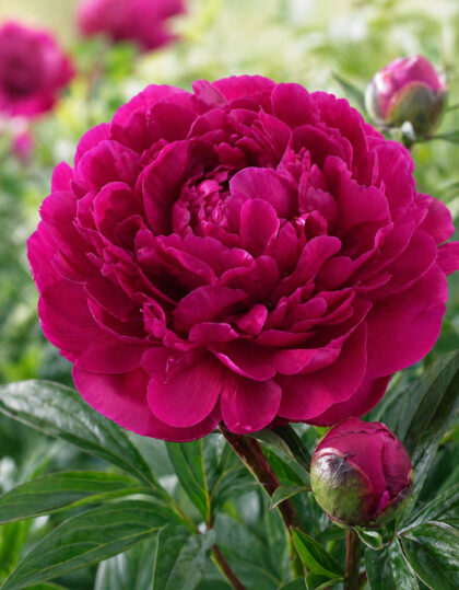 Pojeng ‘Victoire de la Marne’