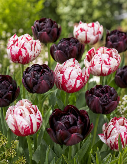 Tulbisibulate mix: Carnaval de Nice ja Black Hero - 20 tk