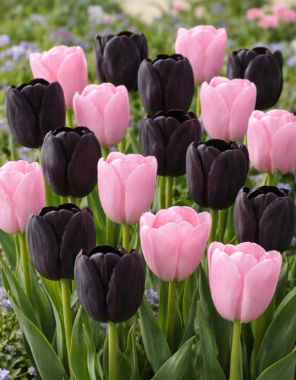 tulpide mix