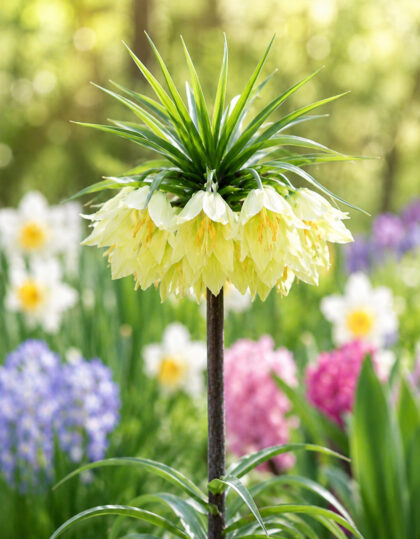 Püvilill ‘Raddeana’