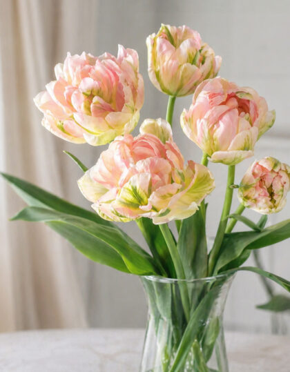 Täidisõieline tulp ‘Viri’ 10tk