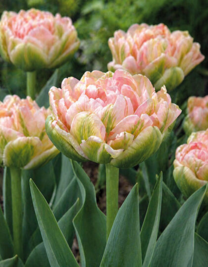 Täidisõieline tulp ‘Viri’ 10tk