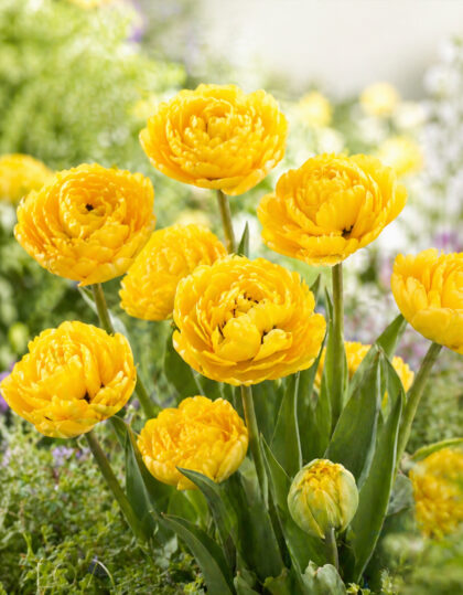 Tulp ‘Yellow Pomponette’ 5tk