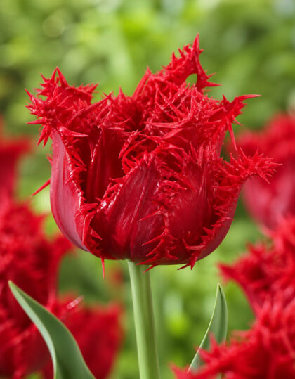 Narmasõieline tulp ‘Barbados’ – 5 tk