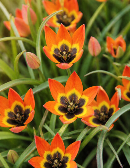 Botaaniline tulp ‘Little Princess’ – 10tk
