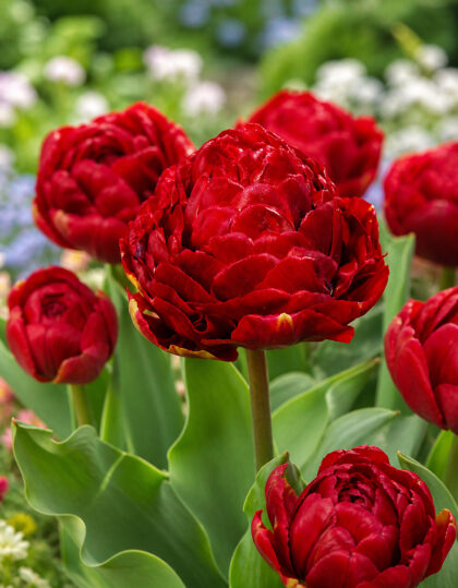 Täidisõieline tulp ‘Double Emblazon®’ – 5 tk