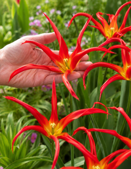 Tulp ‘Go Go Red’ 5tk