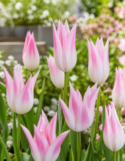 Liiliaõieline tulp ‘Lilypure®’ – 10 tk