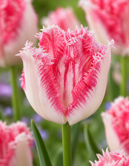 Narmasõieline tulp ‘Fringed Neglige®’ – 10 tk