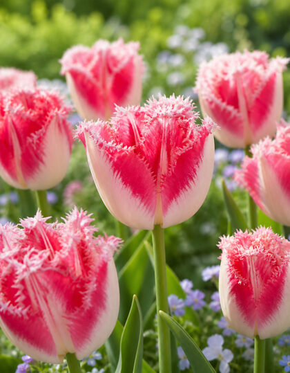 narmasõieline tulp