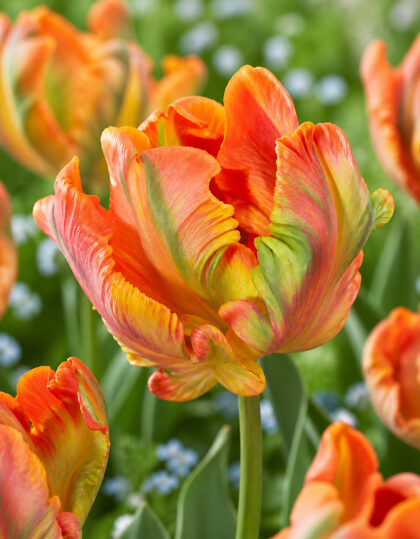 Papagoitulp ‘Orange Rococo’ – 5tk