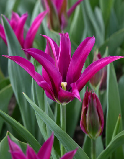 Tulbisibulad ‘Purple Doll’ 10tk