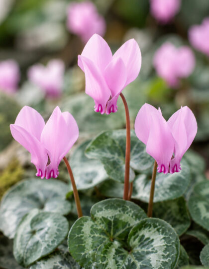 Naapoli alpikann (roosa) – 2 tk