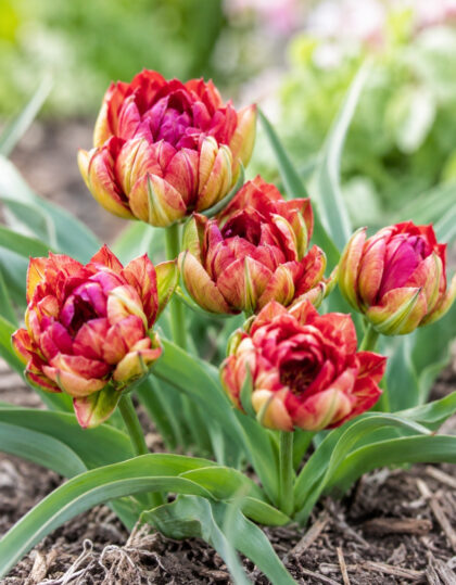 Botaaniline tulp ‘Samantha’ – 10 tk